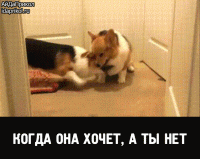 post-5456-0-20446900-1417266655_thumb.gif